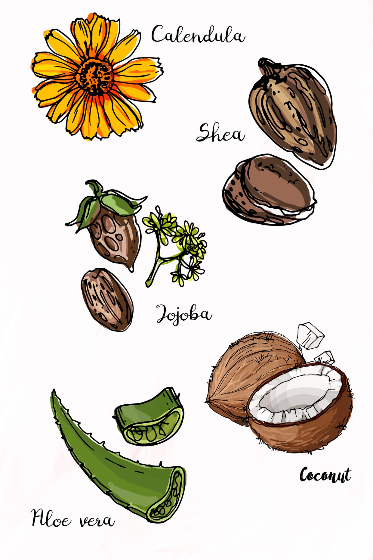 An illustration of aloe vera, calendula, jojoba, shea, and coconut.