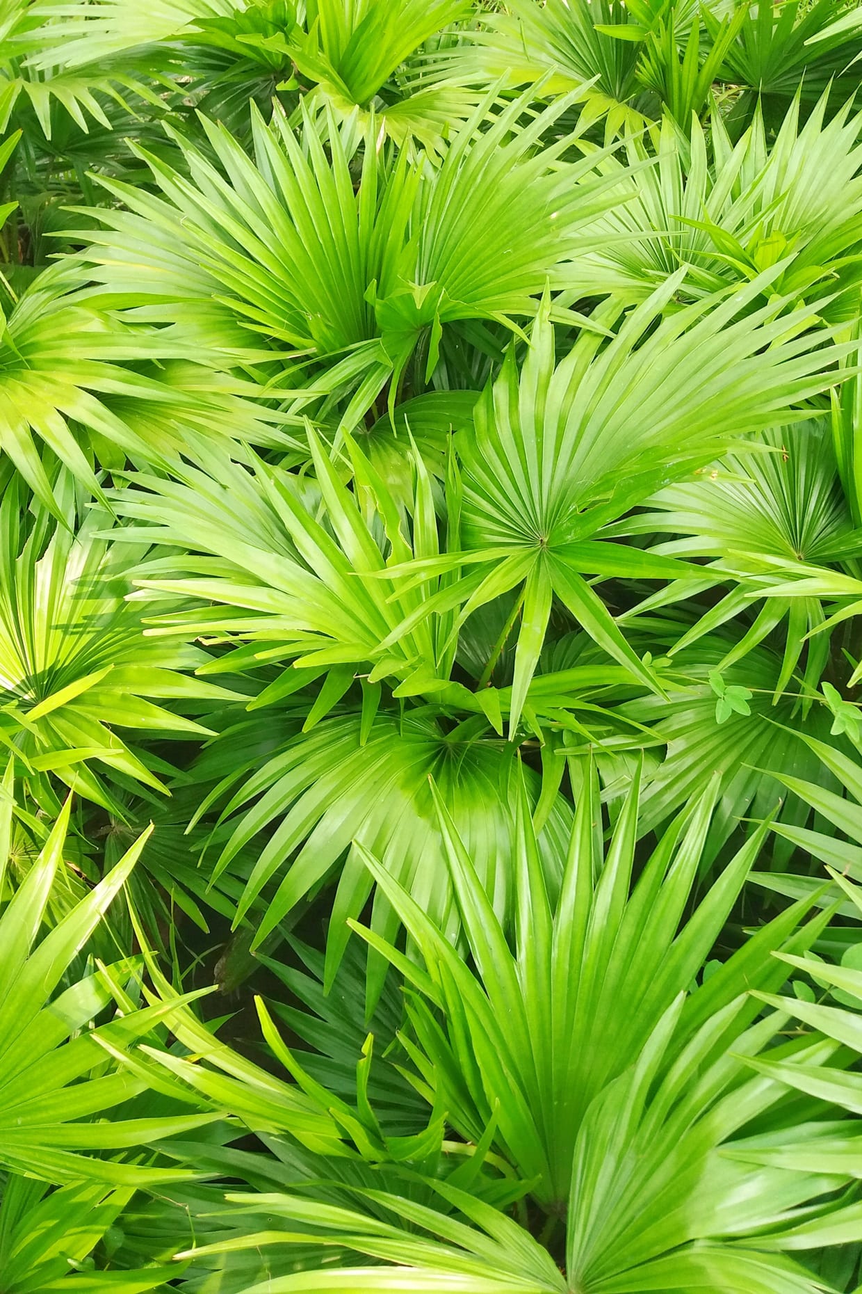 Green saw palmetto leaves.