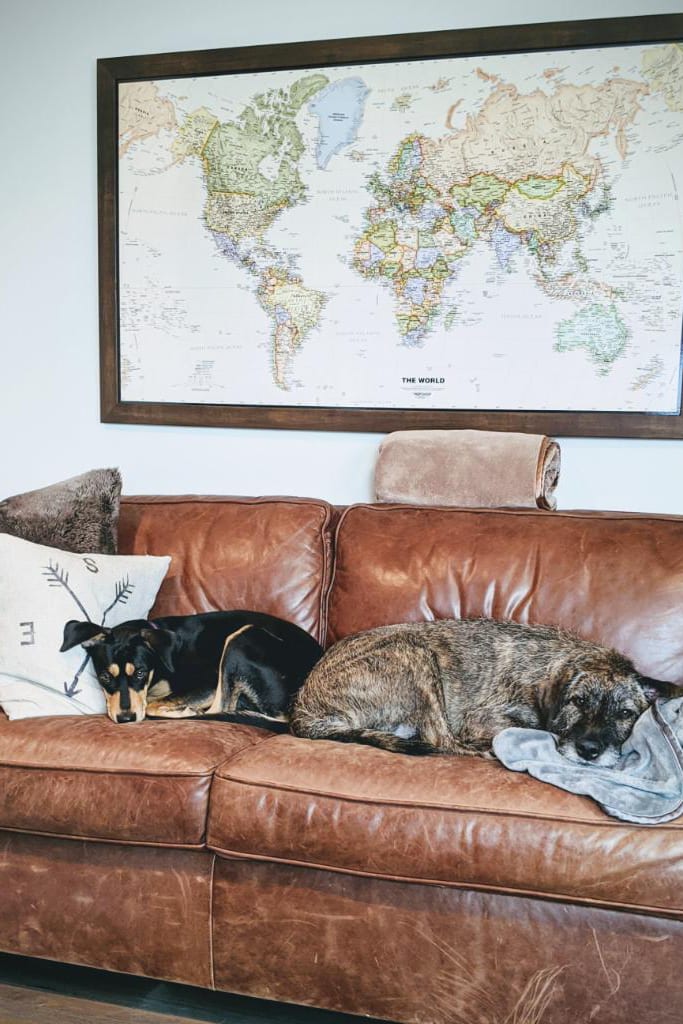 Millie and Timber napping together on a couch.