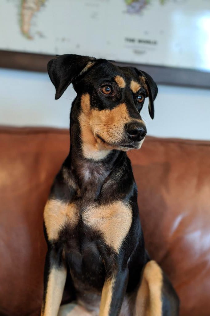 Millie, a Manchester terrier/Doberman Pinscher mix.