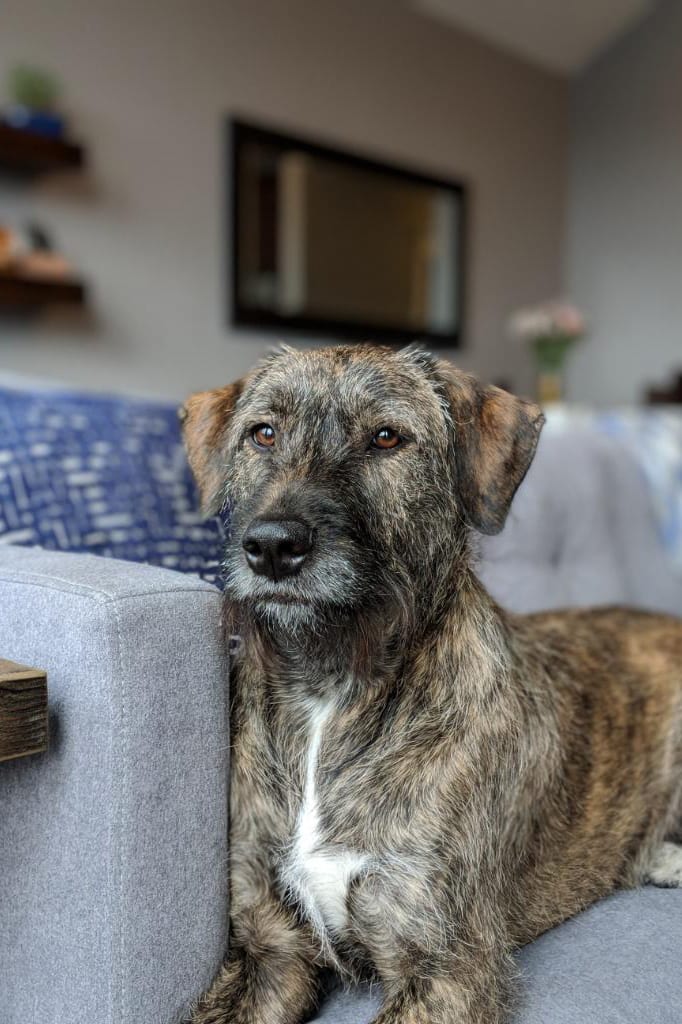 Timber, an Irish wolfhound mix.